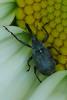 Anthonomus rubi